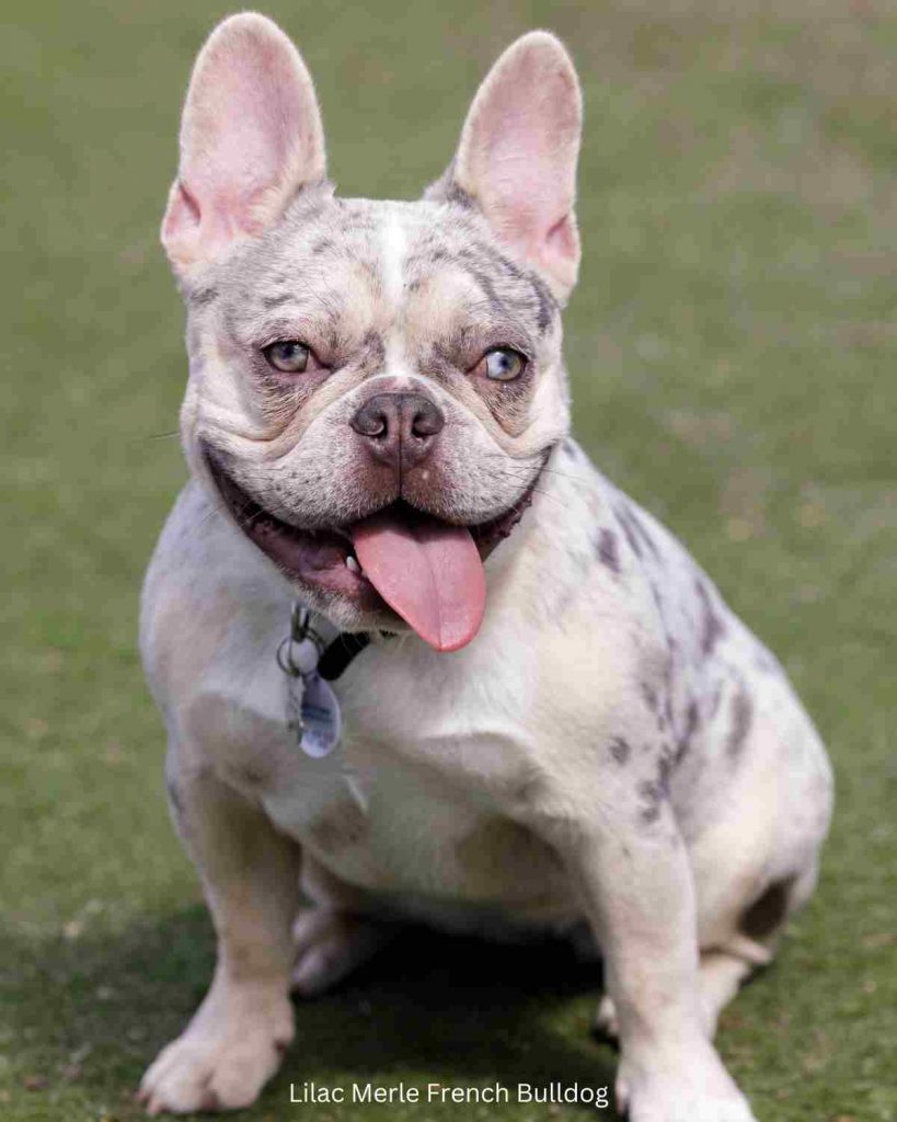 Lilac Merle French Bulldog