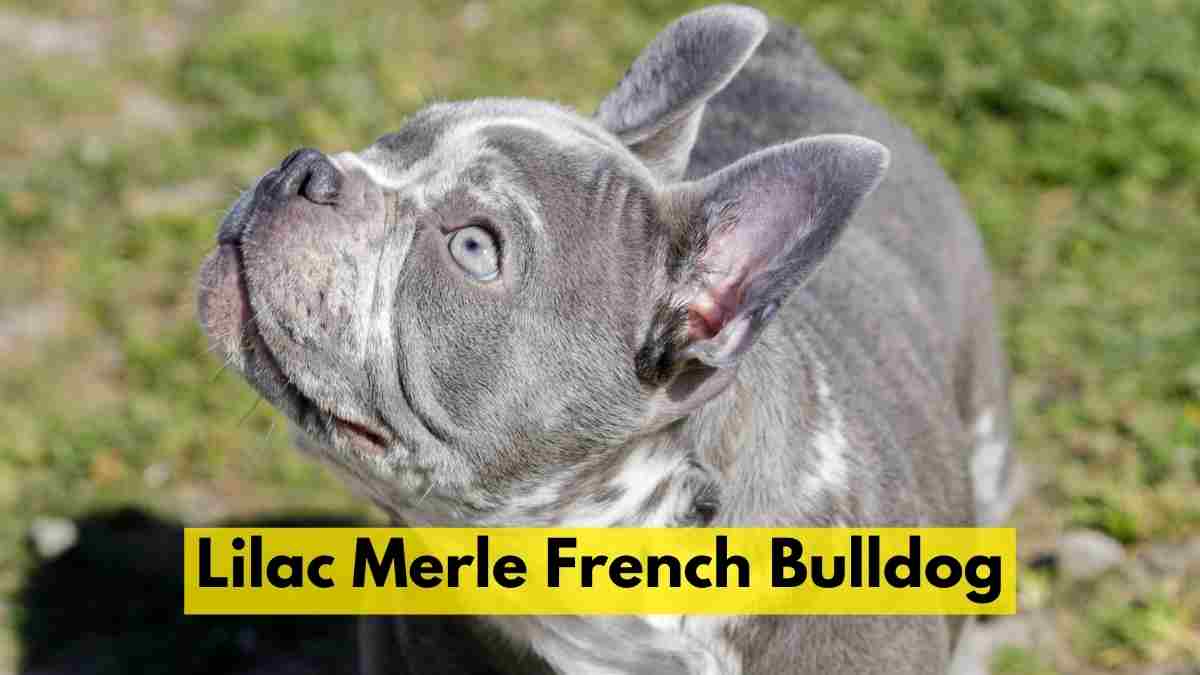 Lilac Merle French Bulldog