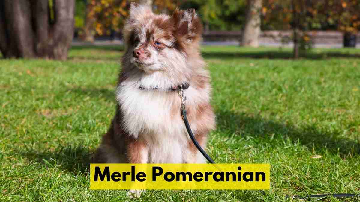 Merle Pomeranian