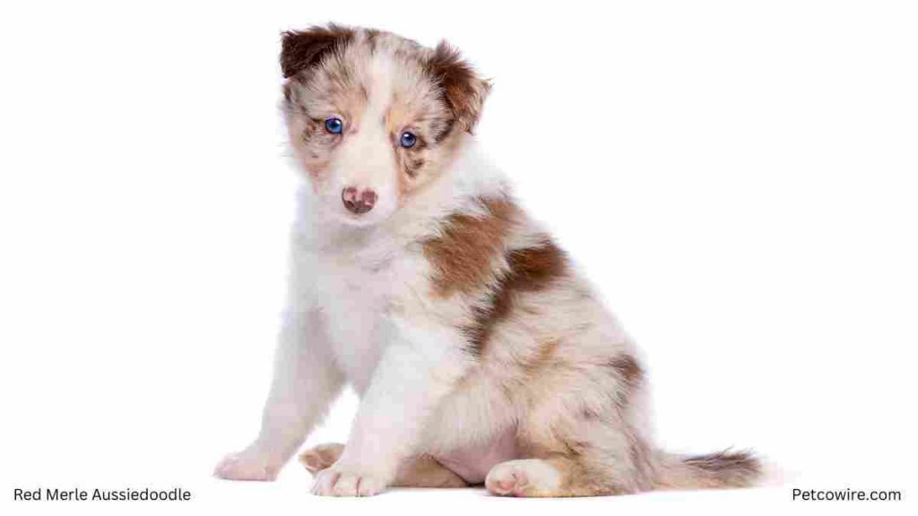 Red Merle Aussiedoodle