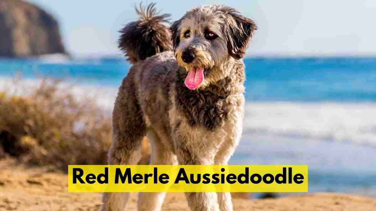 Red Merle Aussiedoodle