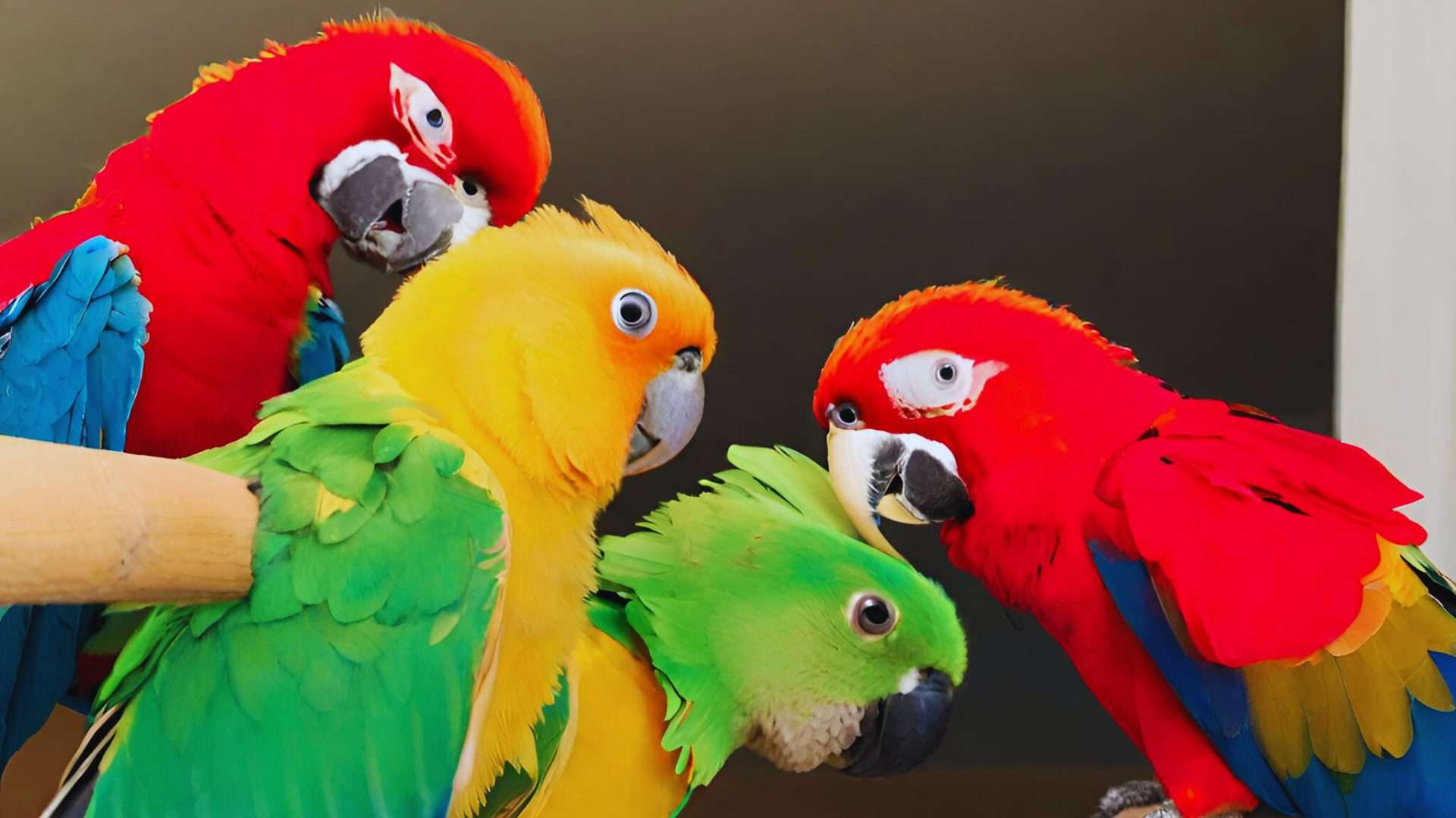 Can Parrots Understand Their Own Speech?