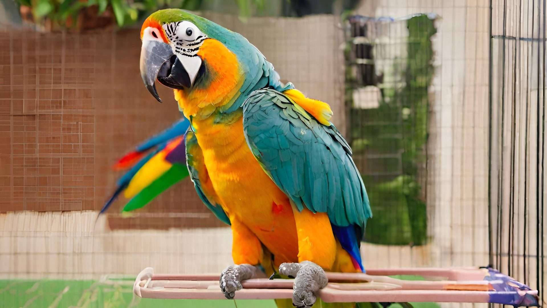 How Long Do Parrots Live as Pets?
