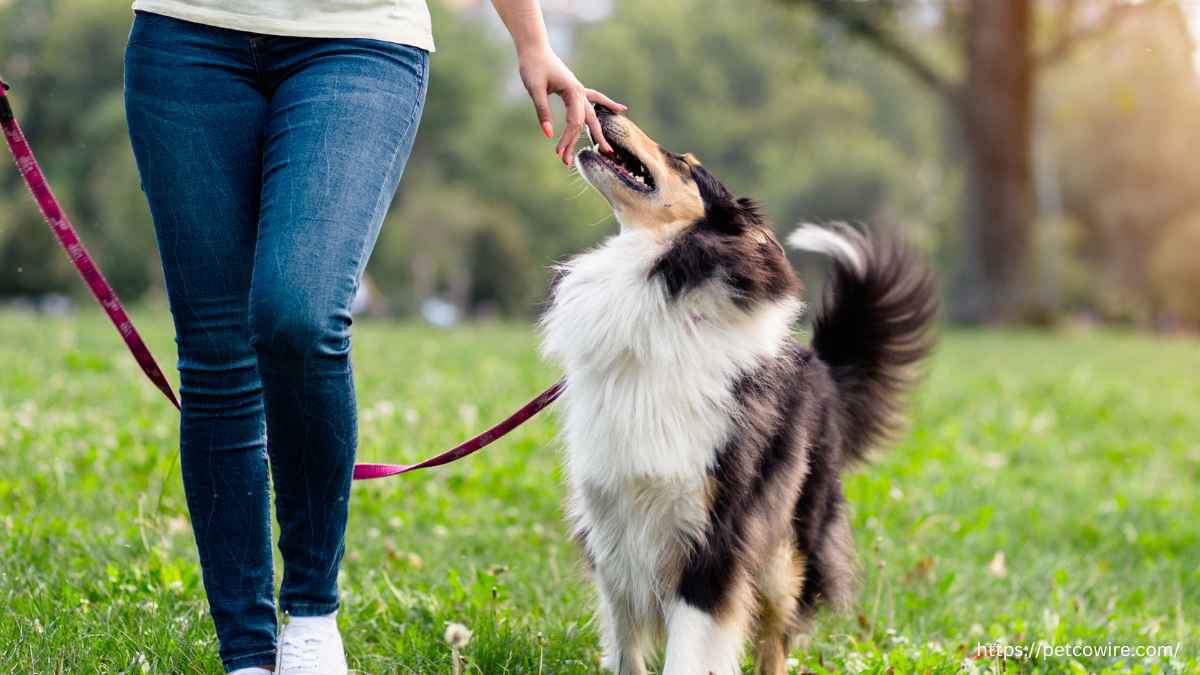 Which Merle Breeds Dominate the Dog Show Circuit