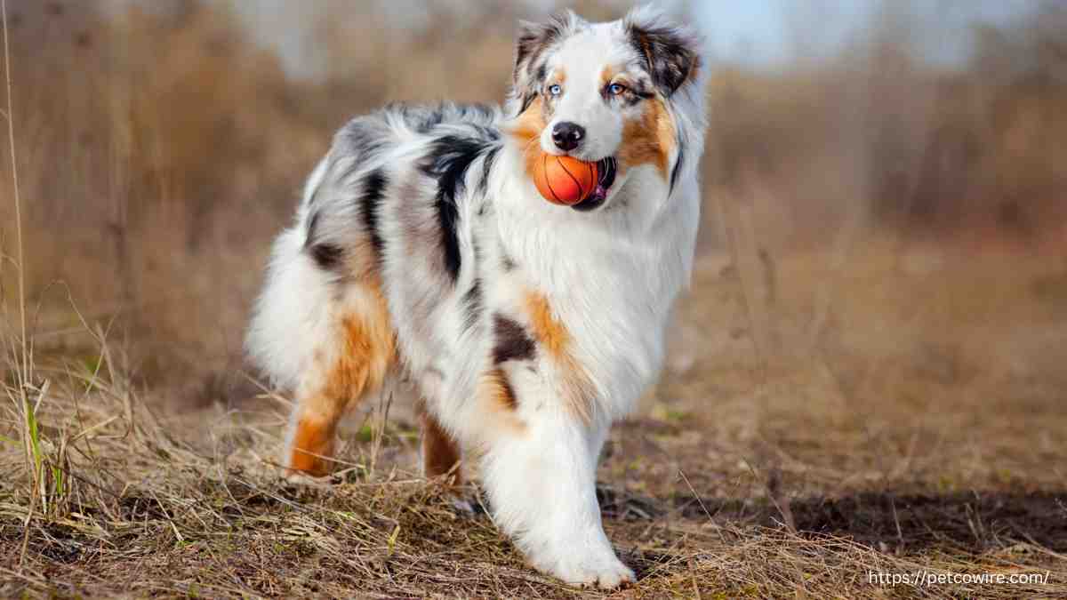 Which Merle Breeds Hold the Title for Most Striking Patterns