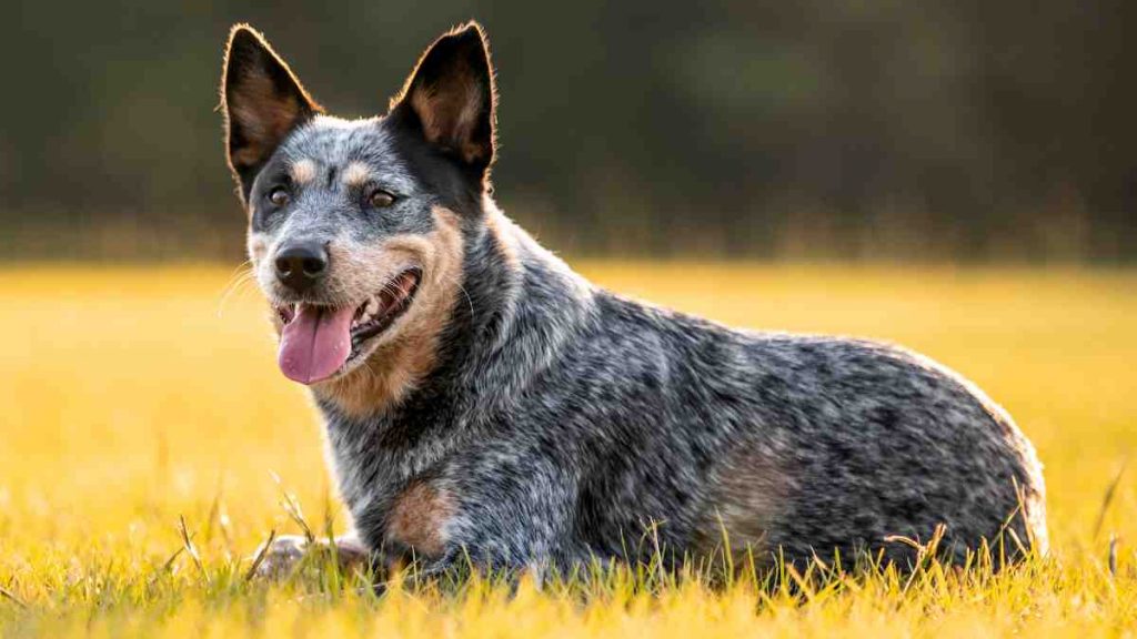 Blue Heeler Corgi Mix