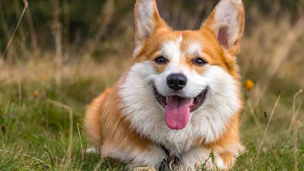 Blue Heeler Corgi Mix