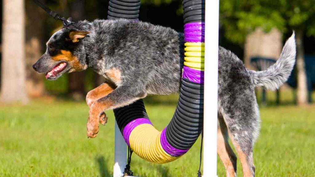 Blue Heeler Corgi Mix