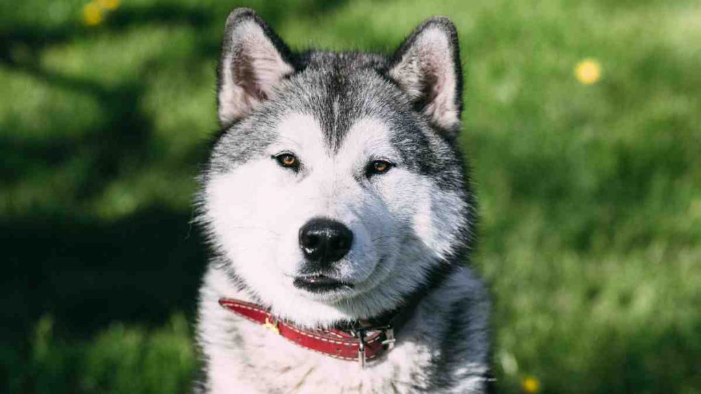 Husky Pitbull Mix