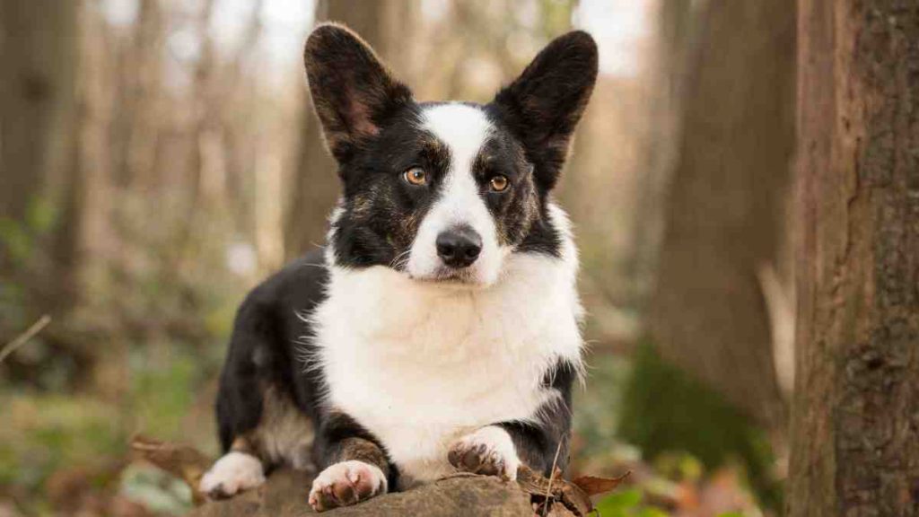 Pitbull Corgi Mix