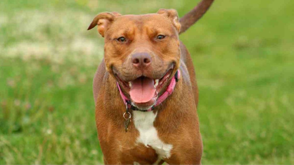 Pitbull Corgi Mix