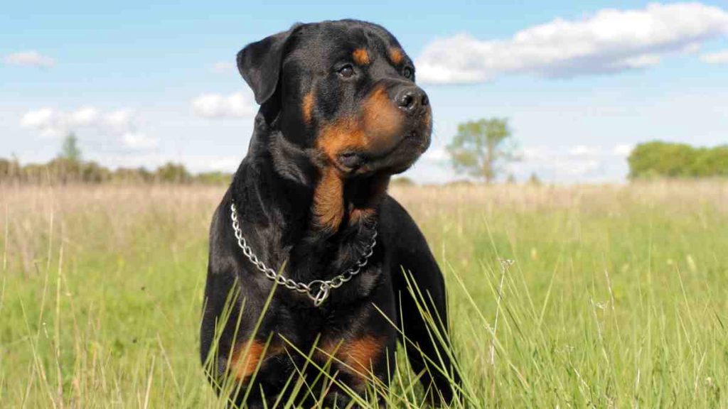 Rottweiler German Shepherd Mix